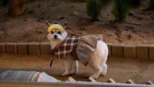 A Good Day to be a Dog: 1×5